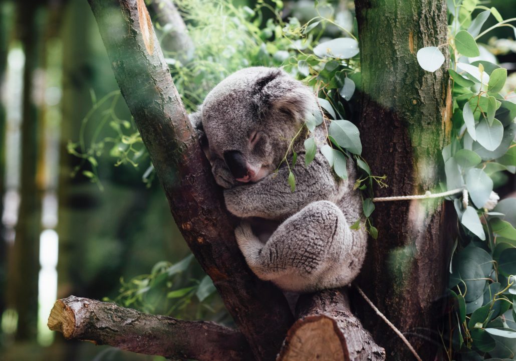 Creating koala habitat workshop