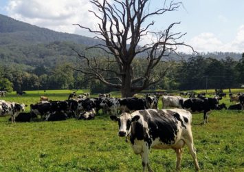 Hannam Vale Farm Dairy Cows and green paddocks