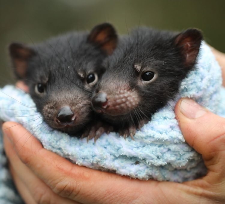 Tasmanian devil joeys at Aussie Ark