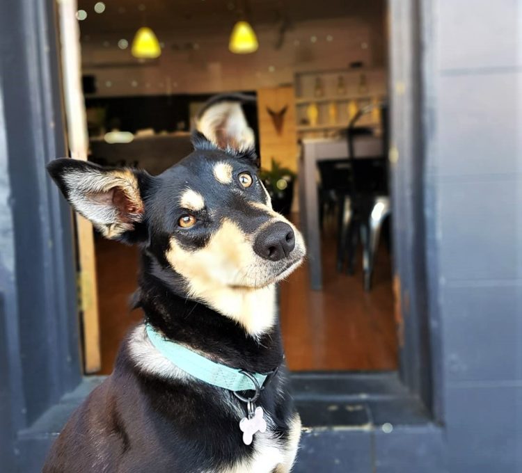 A local's guide to dog friendly cafes
