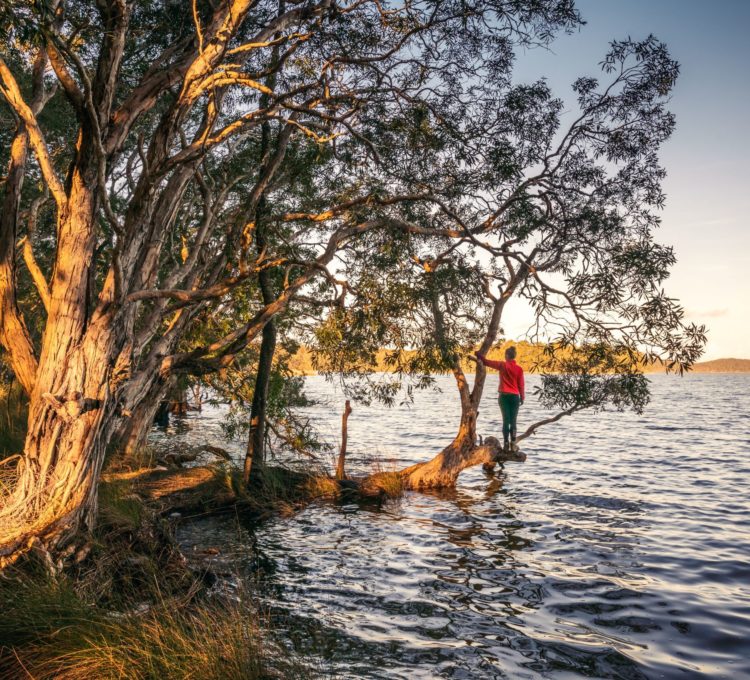 Where to find the best walks around Myall Lake