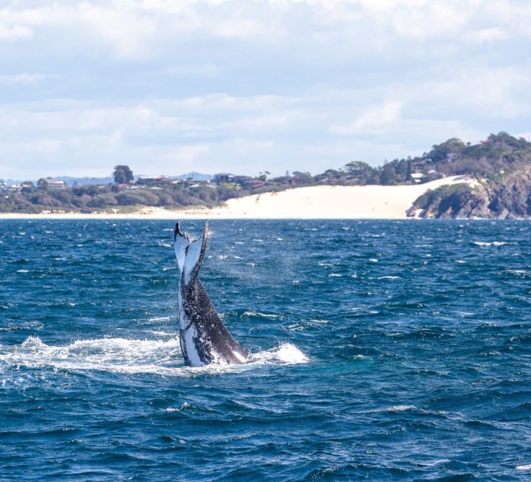 Whale tail off One Mile Beach, Forster