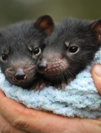 Tasmanian devil joeys at Aussie Ark