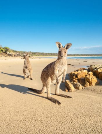 Diamond Head Crowdy Bay National Park friendly kangaroos on the beach