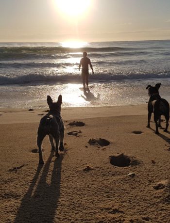 Dog walking and swimming Diamond Beach