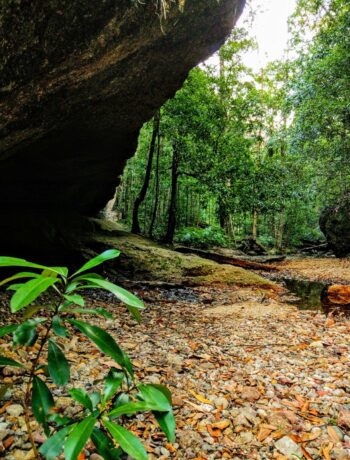 Newbys Cave, Coorabakh National Park, green bushland