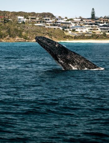 One Mile Beach Forster Whale