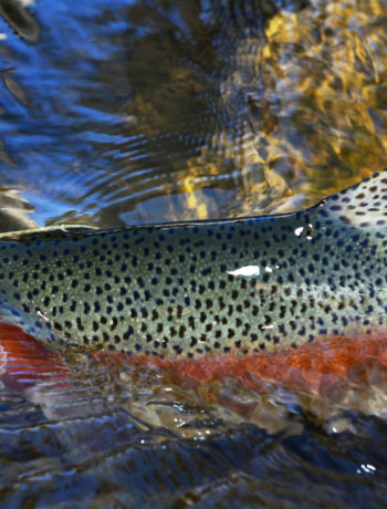 Fishing for trout in Barrington Tops