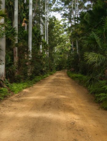 Sugar Creek Road, Wallingat National Park, dense rainforest road