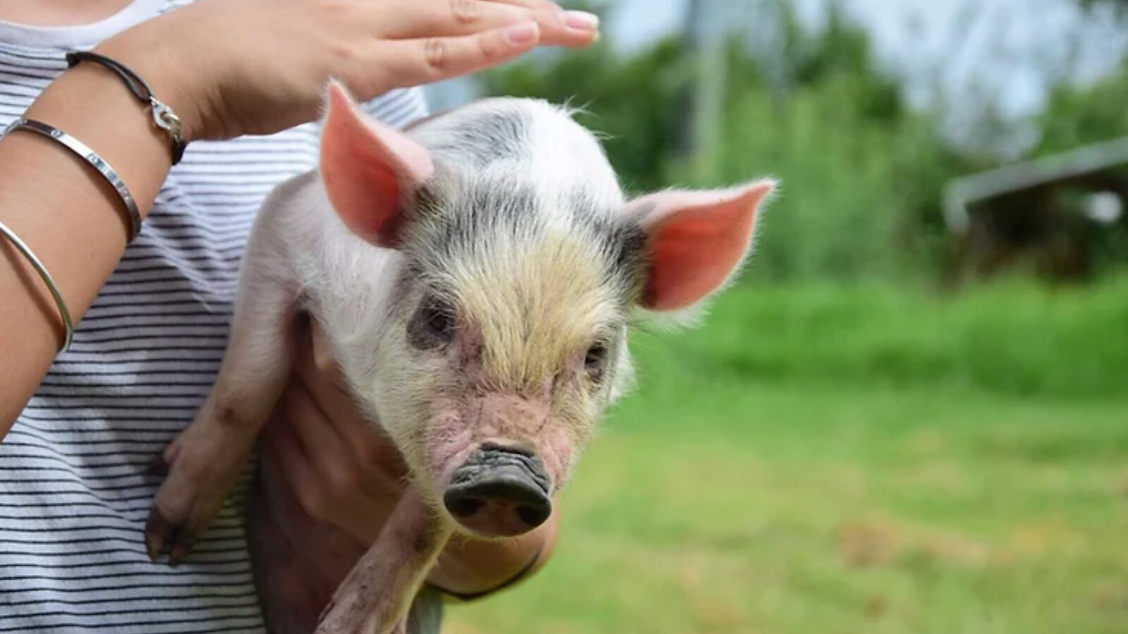 Tirrintippin Farm Stay pig