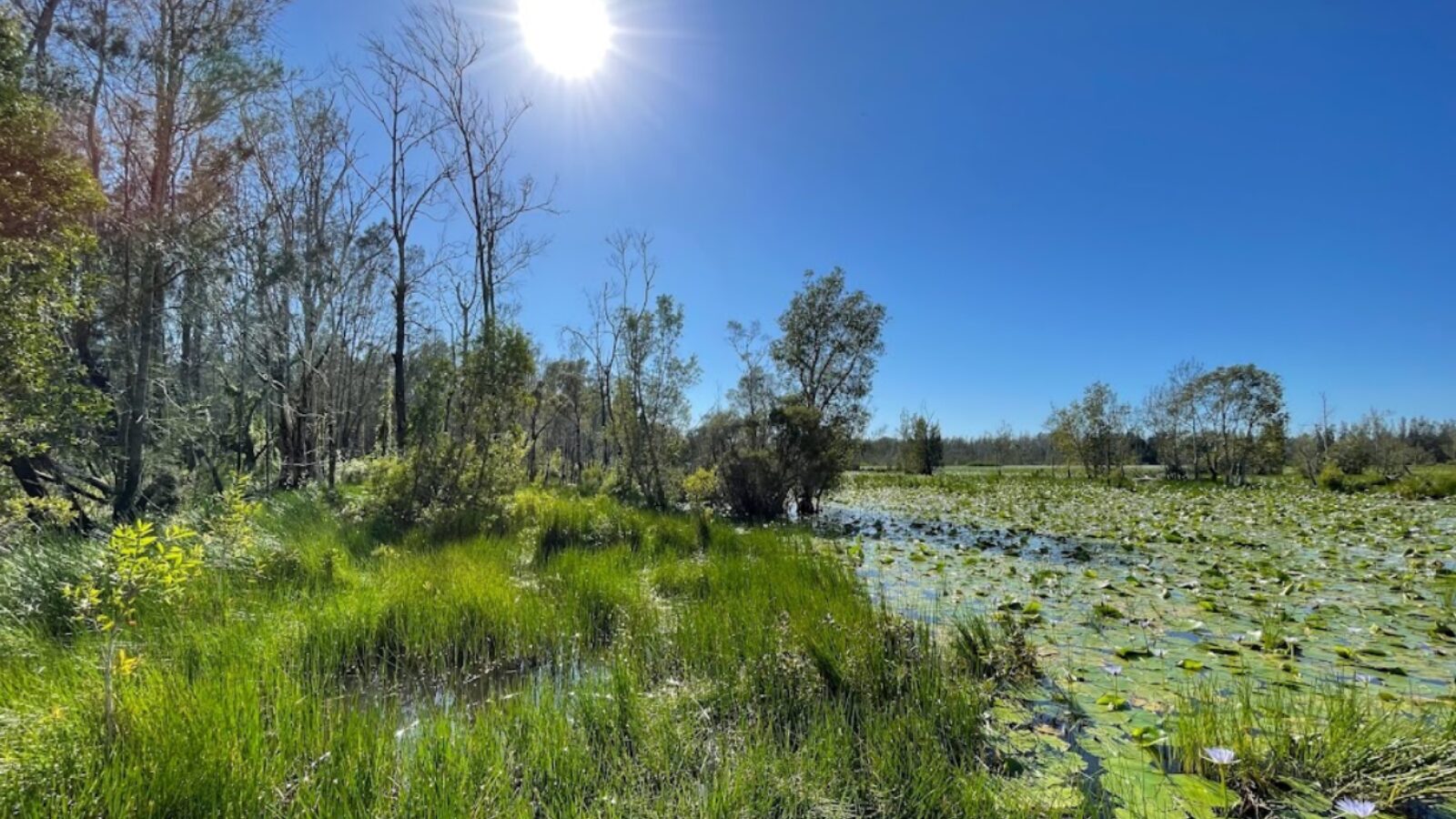 Cattai Wetlands lush growth