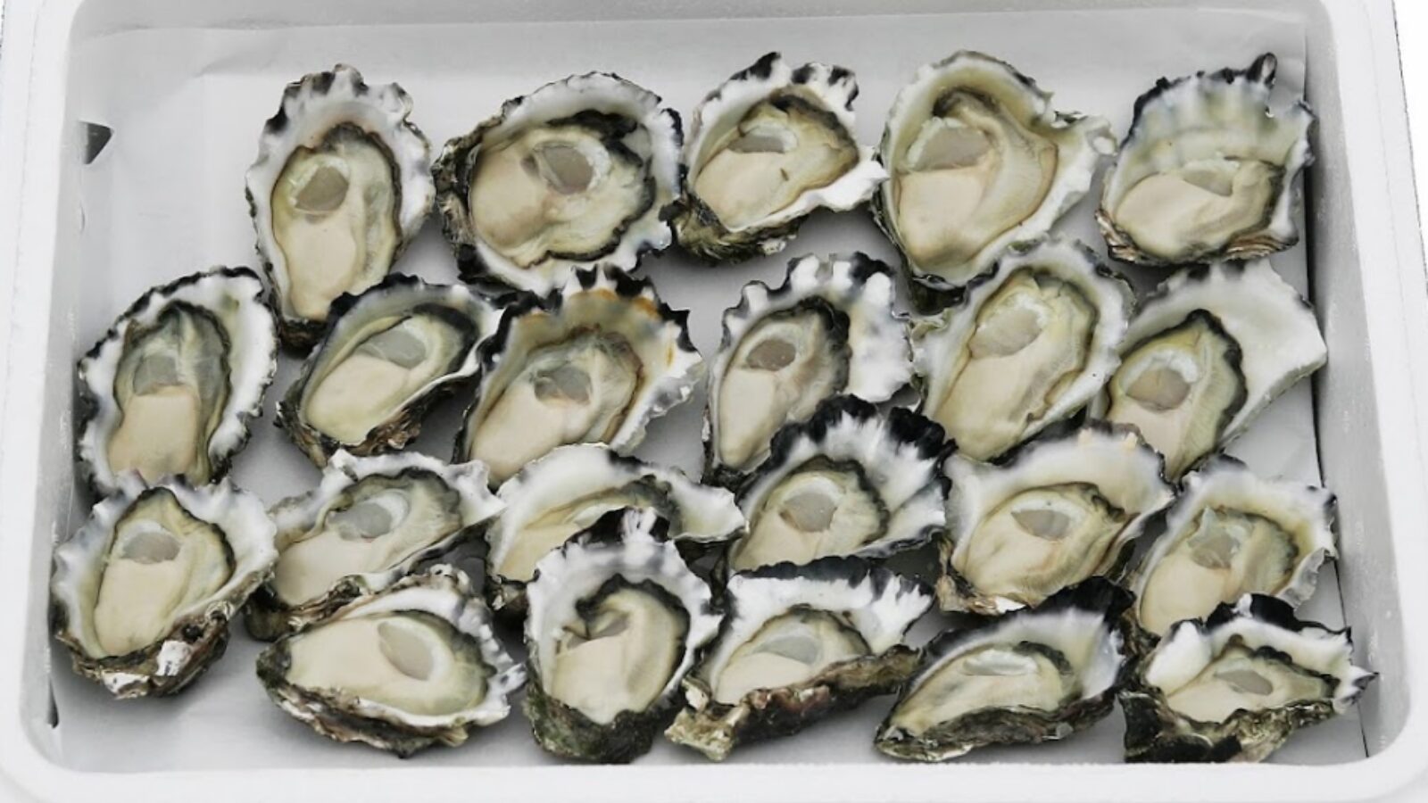 Graham Barclay Oysters plate