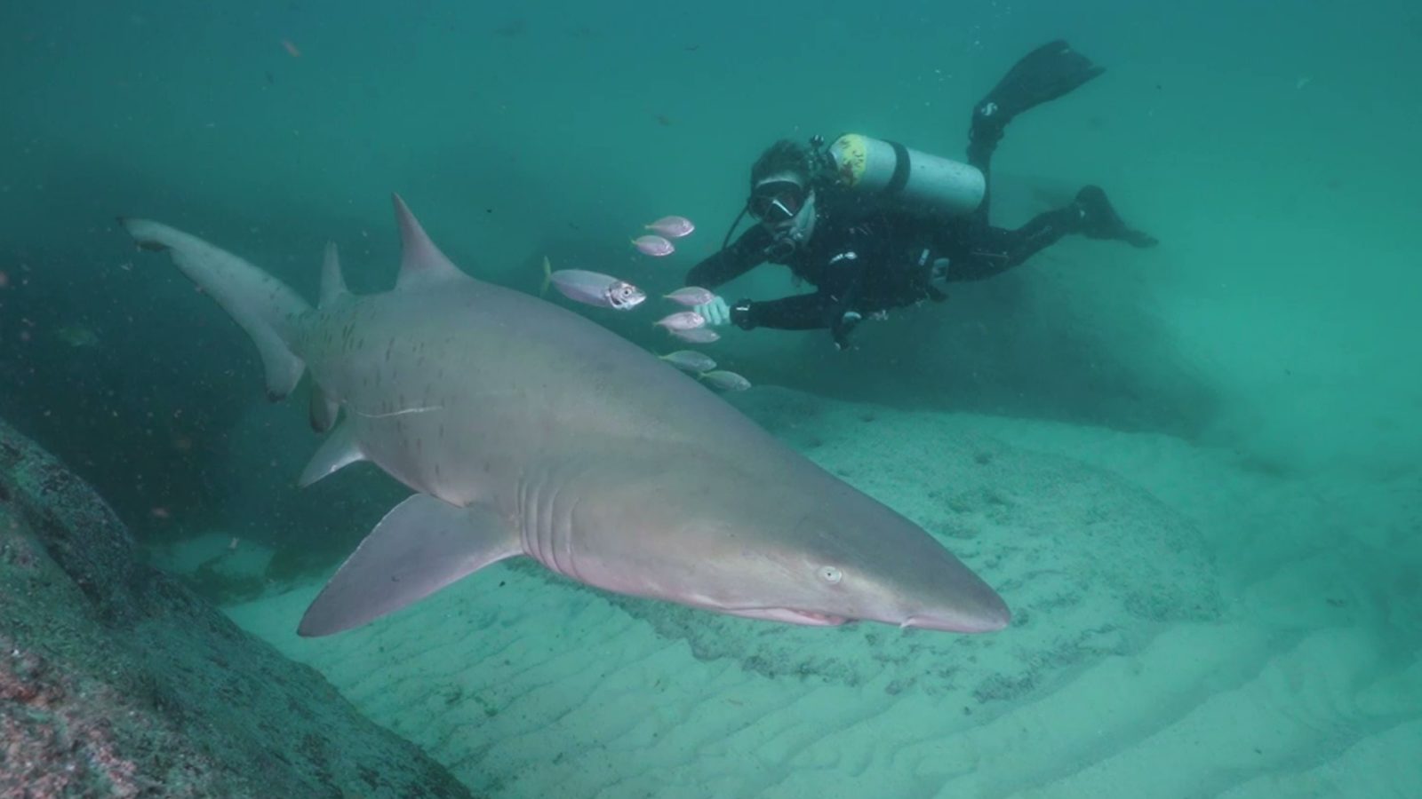 Aggregations of up to 40 Grey Nurse Sharks reside at The Pinnacle and Latitude Rock off Forster