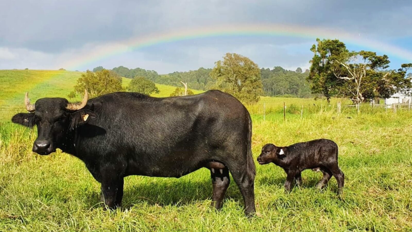 Burraduc Buffalo cow and calf