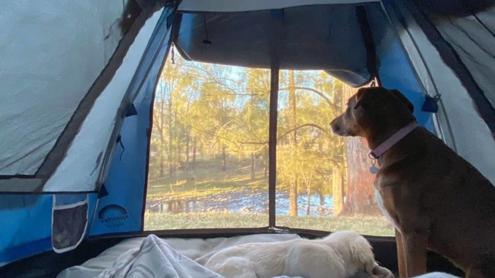 Being a State Forest Campground means you can bring your four legged friend