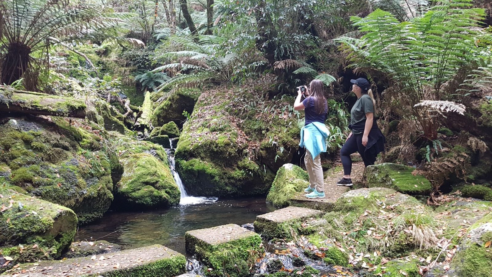 Antarctic Beech Forest walking track, Gloucester Tops, dense forest and small cascades