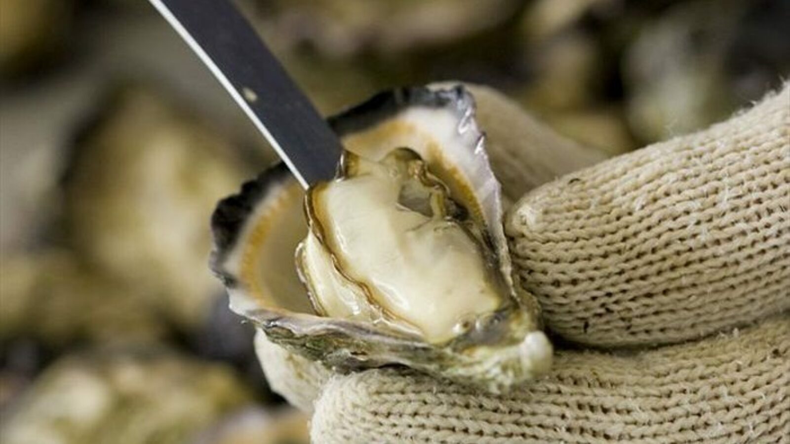 Graham Barclay Oysters shucking