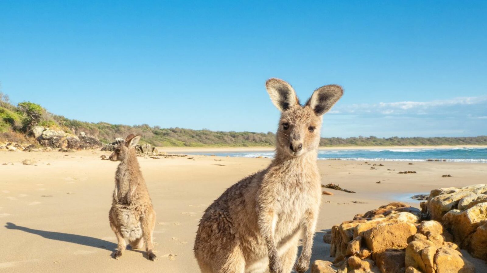 Diamond Head Crowdy Bay National Park friendly kangaroos on the beach