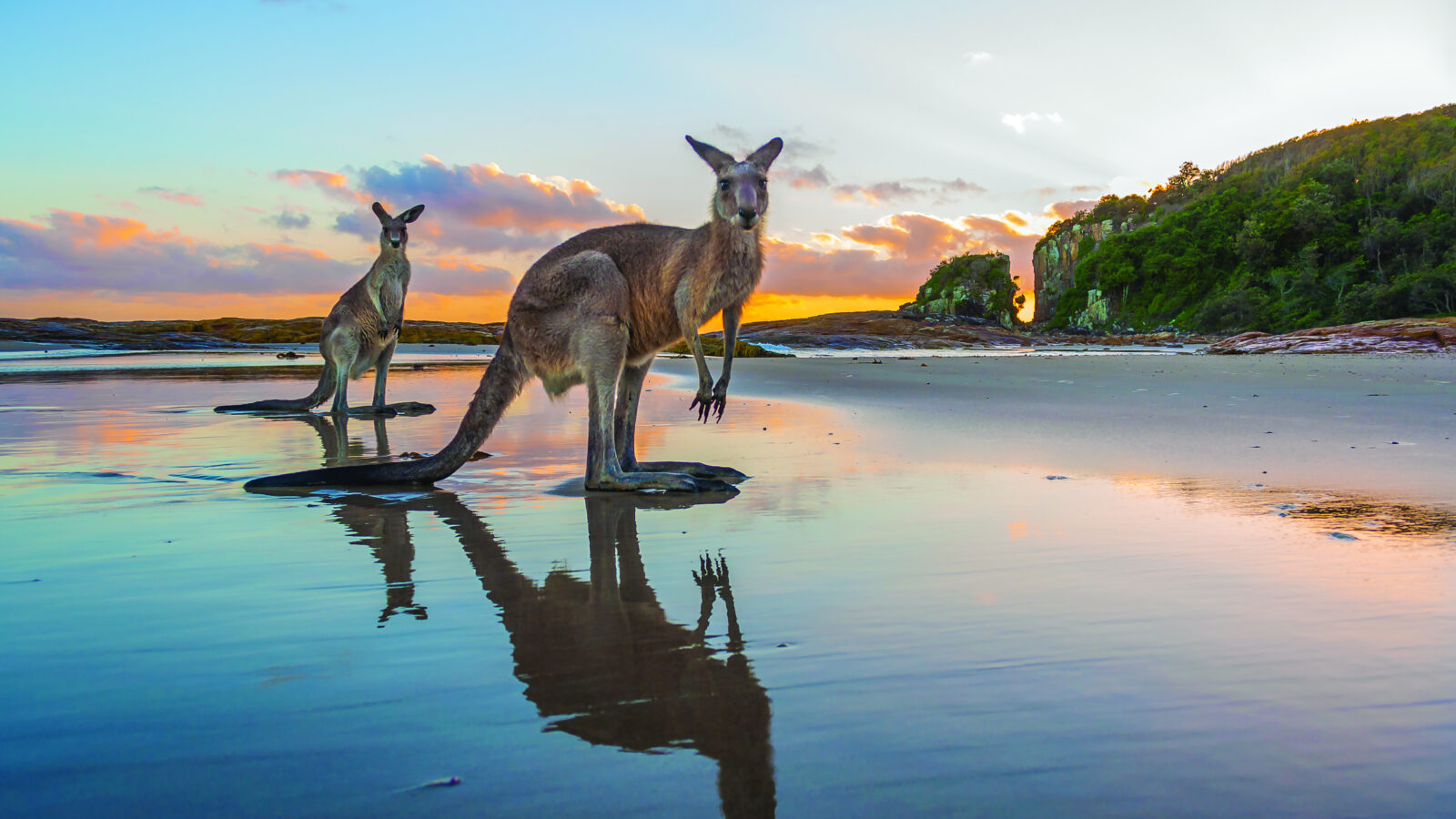 Diamond Head beach kangaroos by Matt Cramer non exclusive