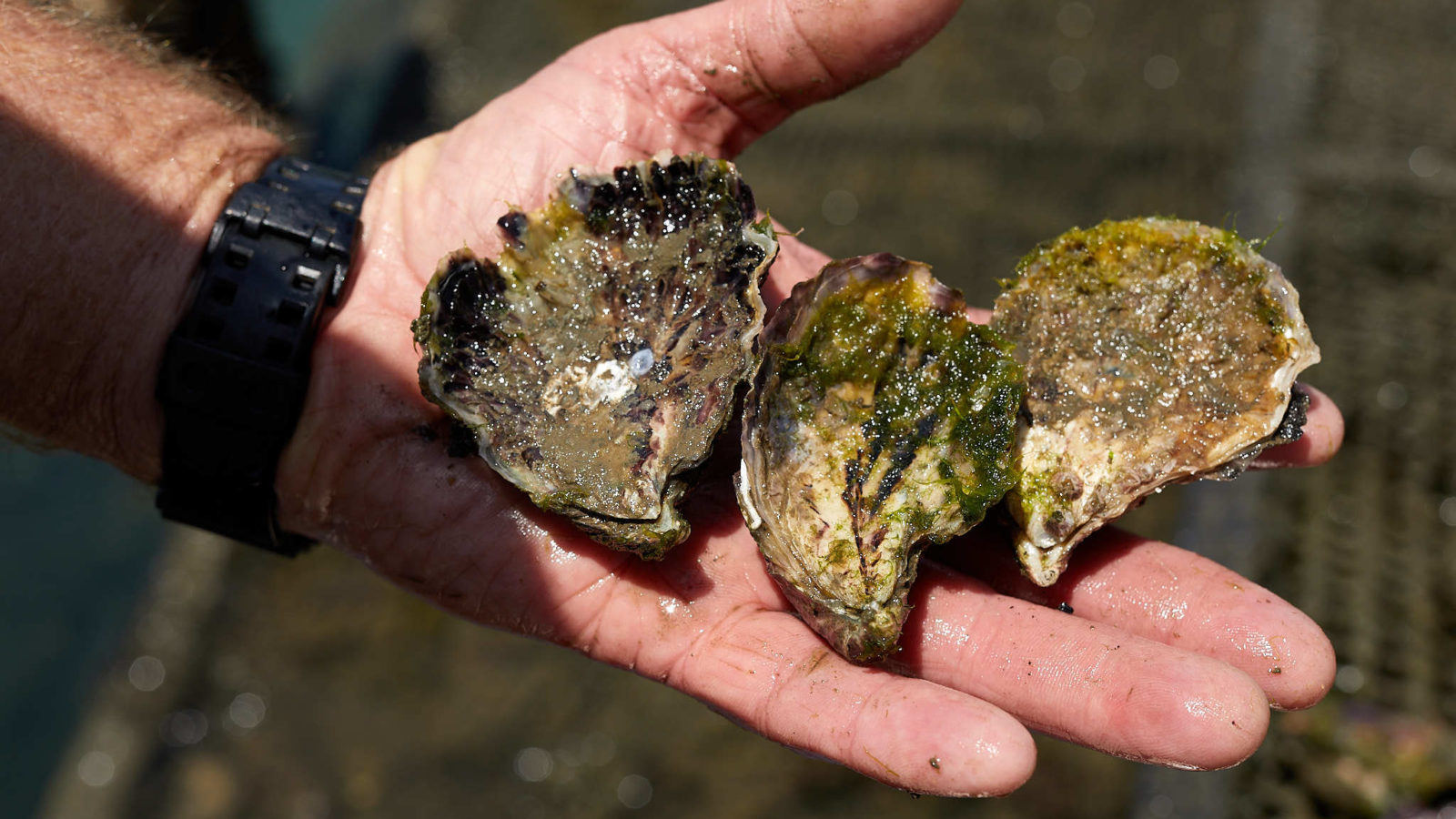 East 33 Wallis Lake oysters unshucked
