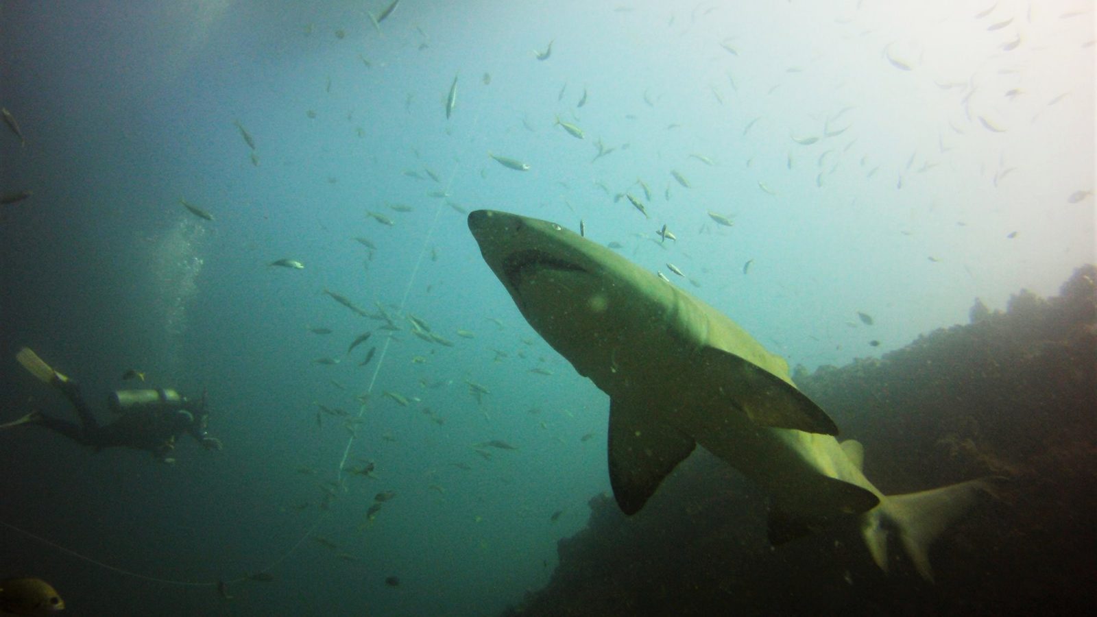 Forster Dive Centre grey nurse shark
