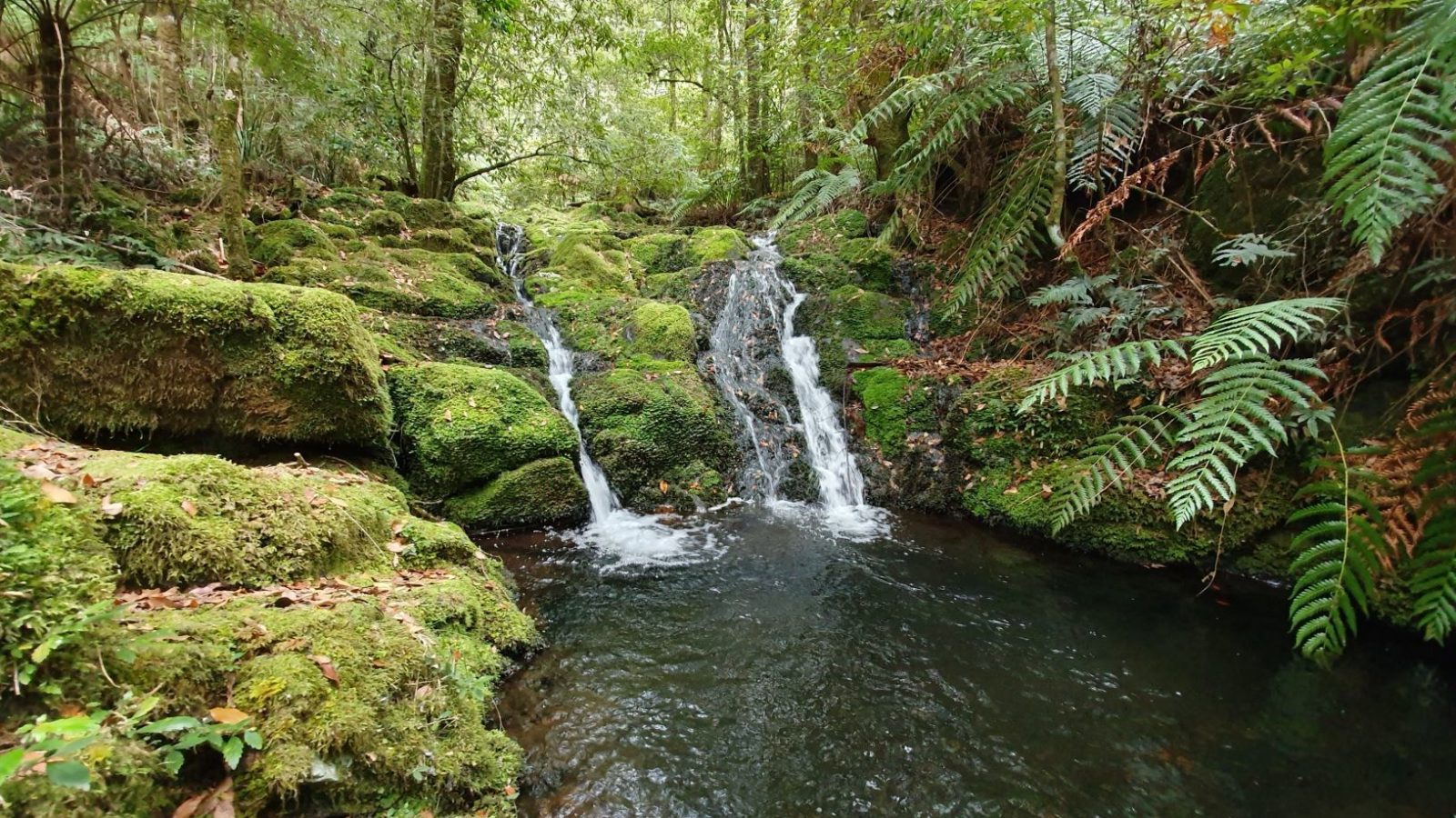Gloucester Tops Circuit, dense forest and small cascades