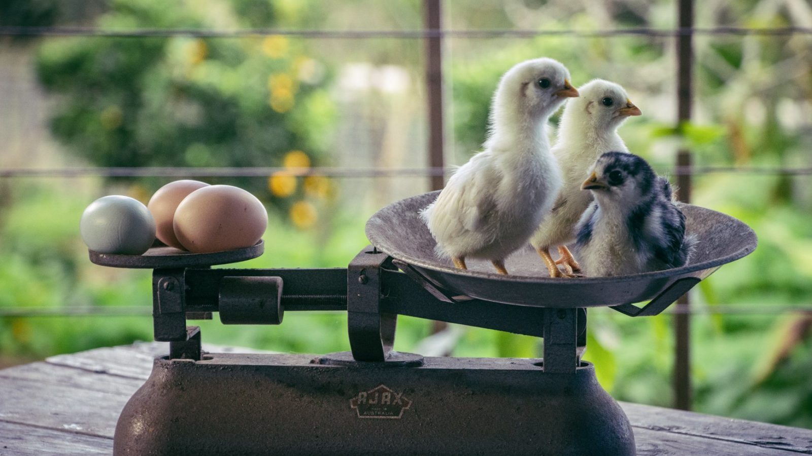 Limestone Permaculture chicks on scales