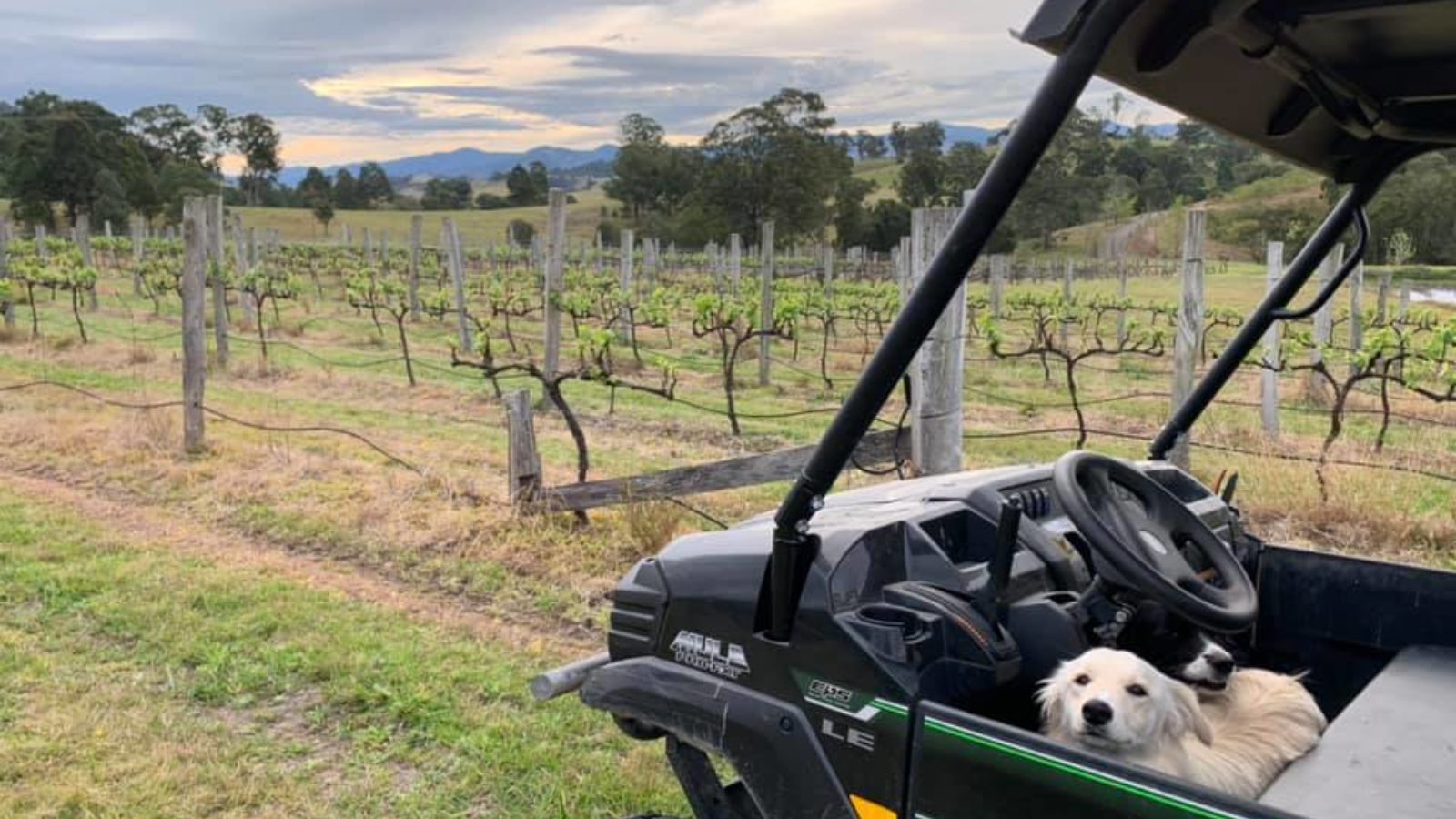 Mograni Creek Estate vineyards with dog