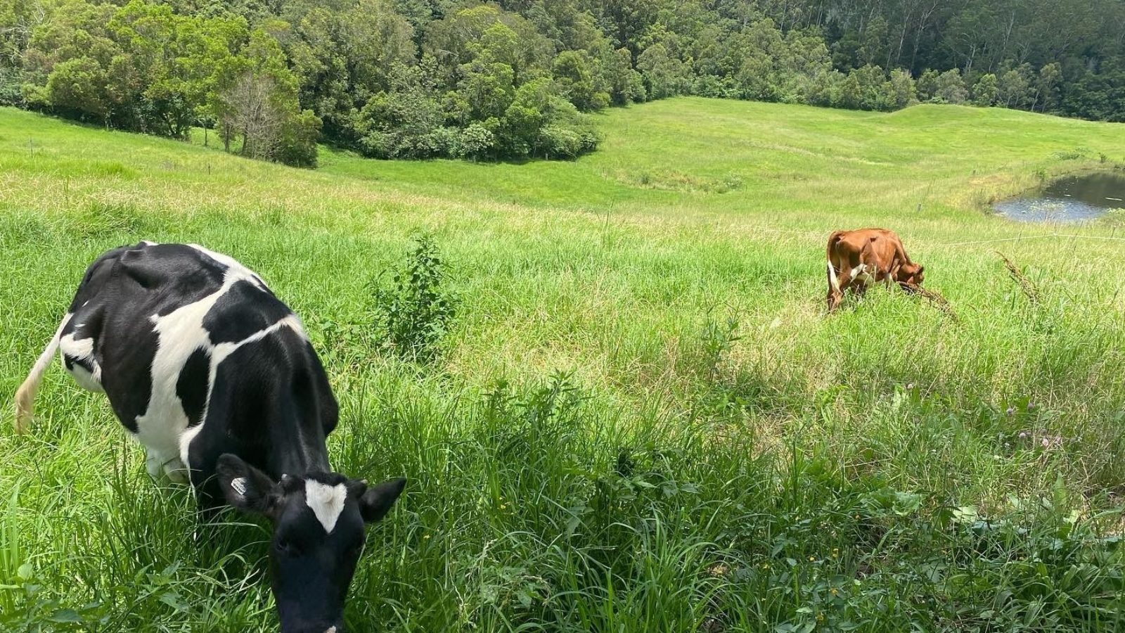 Old Fig Farm pasture with cows