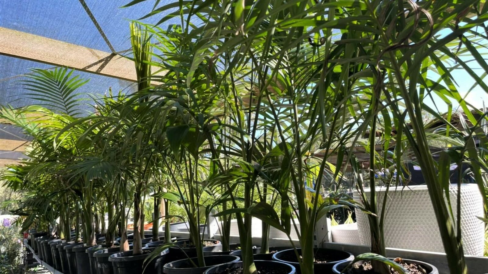 Palms Landscape Supplies plants
