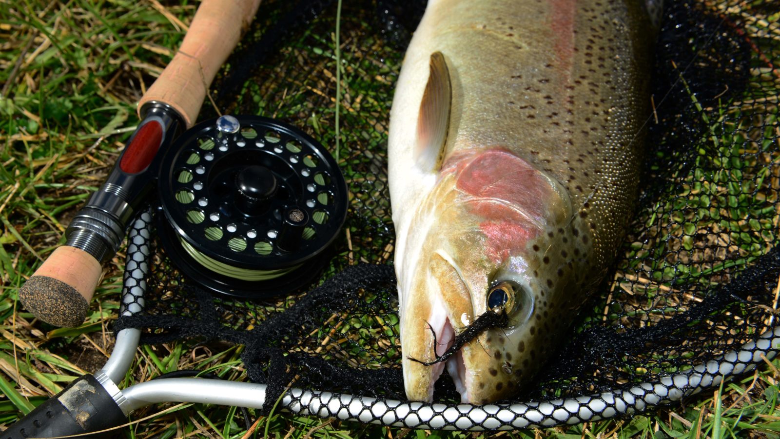 Rainbow Trout on fly Michael Guest