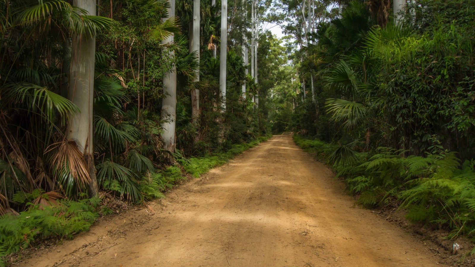Sugar Creek Road, Wallingat National Park, dense rainforest road