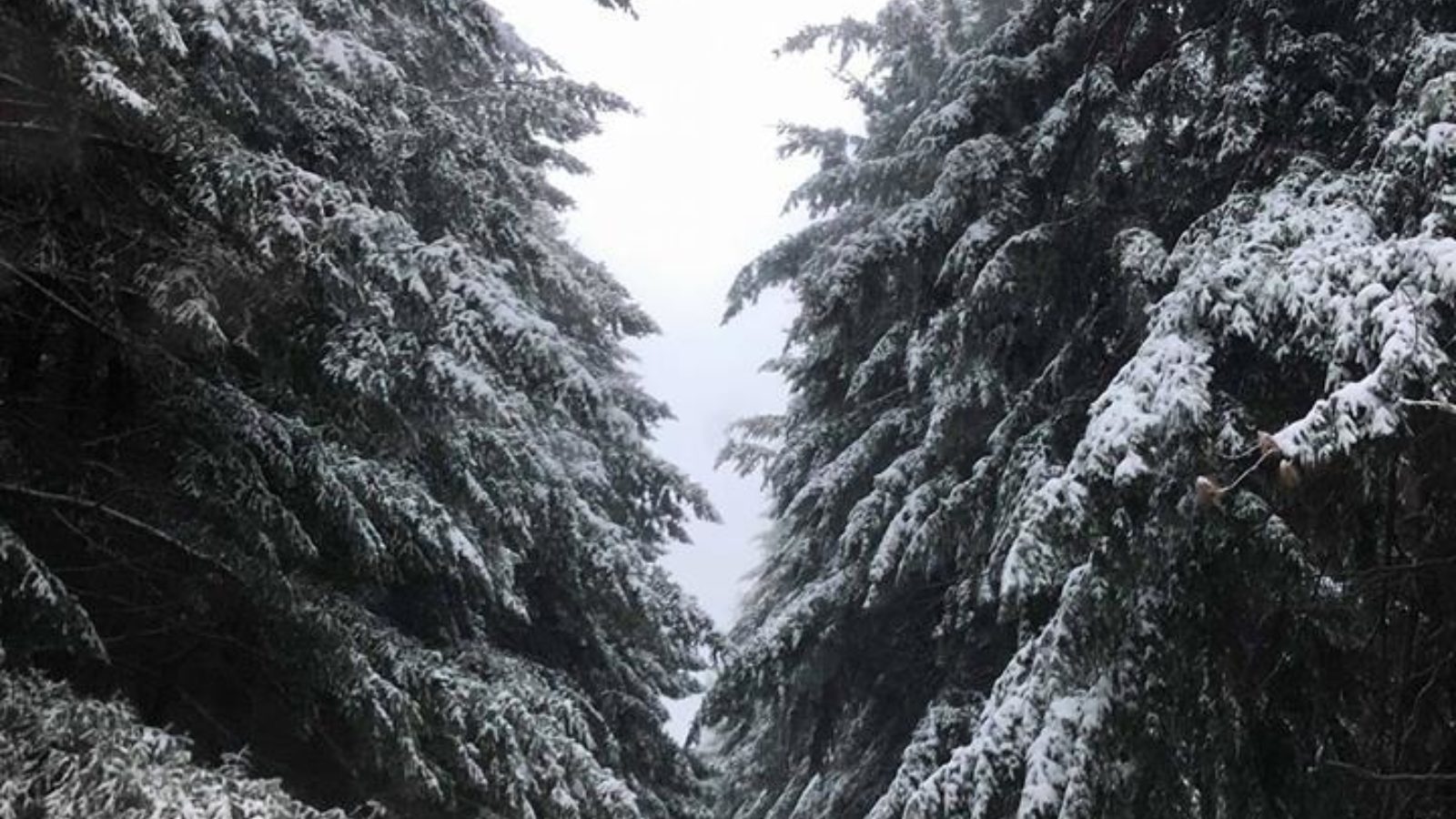 The Firs in snow