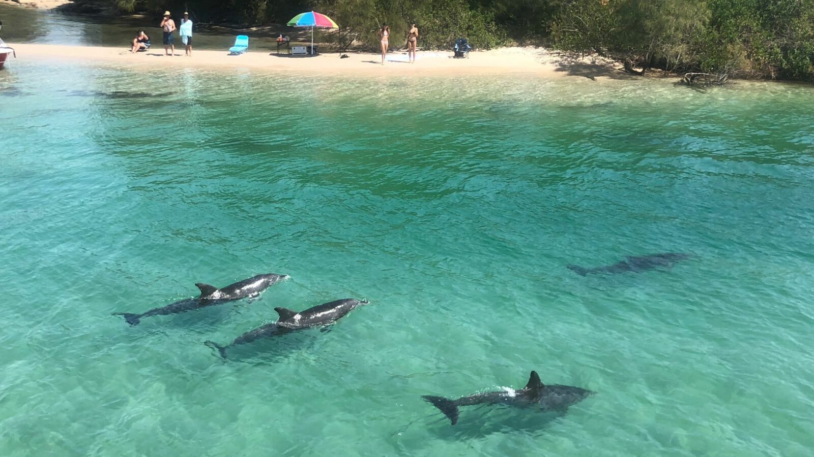 Wallis Lake Forster Dolphins