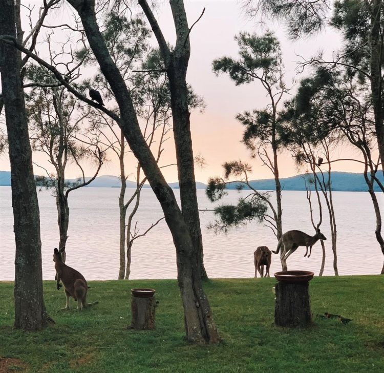 Coomba Park kangaroos at sunset on Wallis Lake. (photo: Luisa LaMacchia)