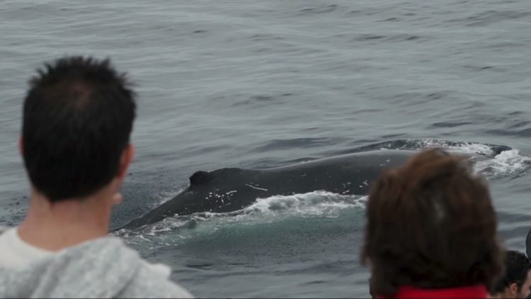 Whale watching on Amaroo Cruises