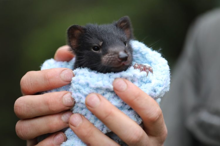Baby Tasmanian Devil at Aussie Ark