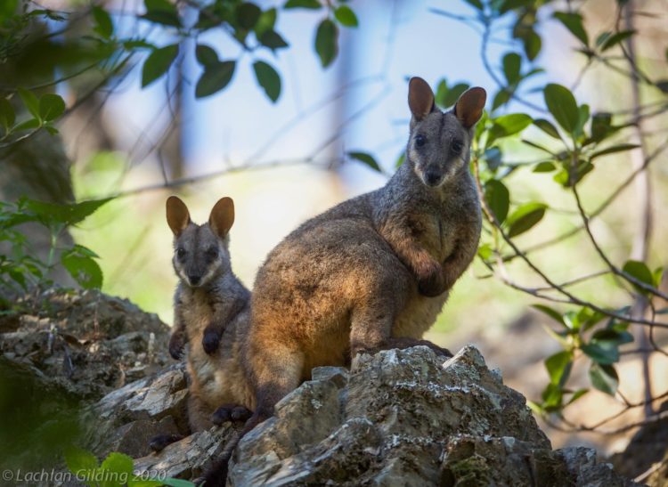 Wallabies at Aussie Ark