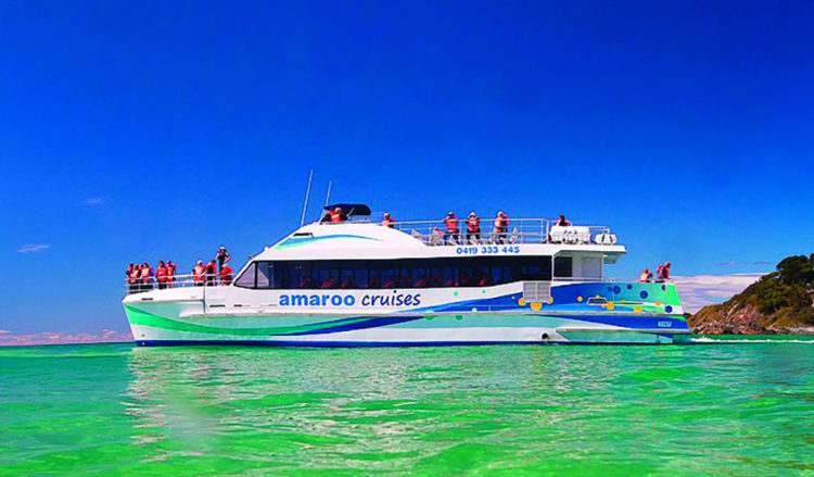 Join a whale watching cruise to get up close to whales on their way past the Barrington Coast.