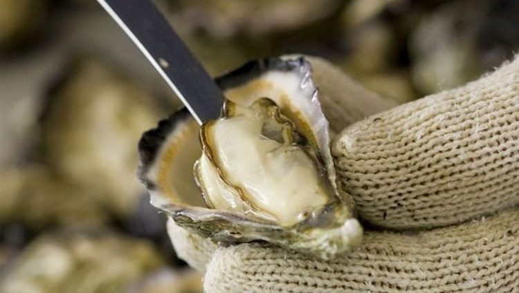 Graham Barclay Oysters shucking