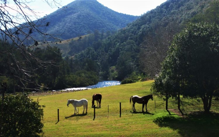 Cundle Flat Farm on the Manning River.