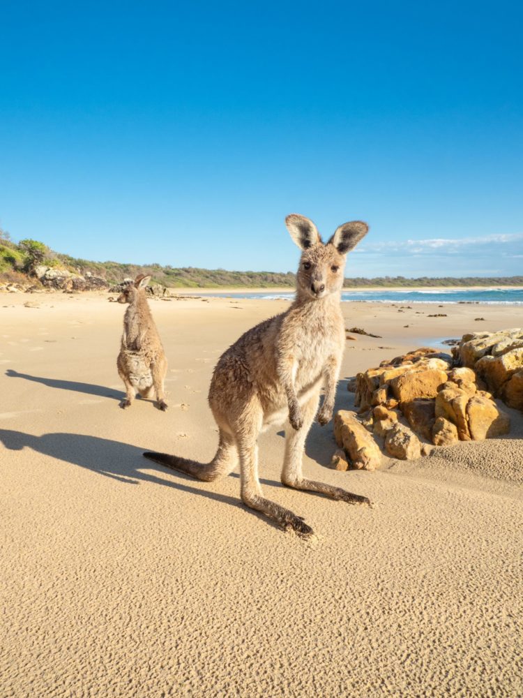 Kangaroo on Diamond Head Beach