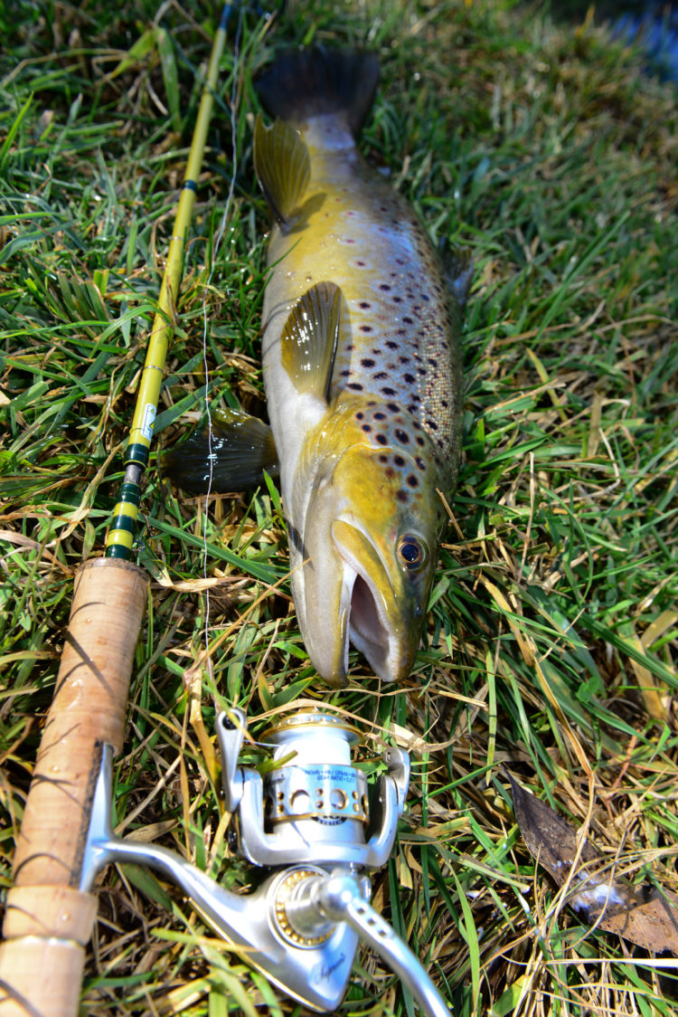 Brown trout with Michael Guest