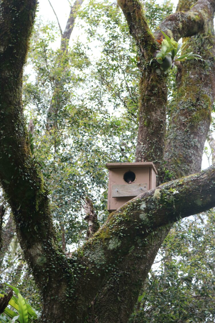 Possum resident in newly installed nest box at Tirrintippin.
