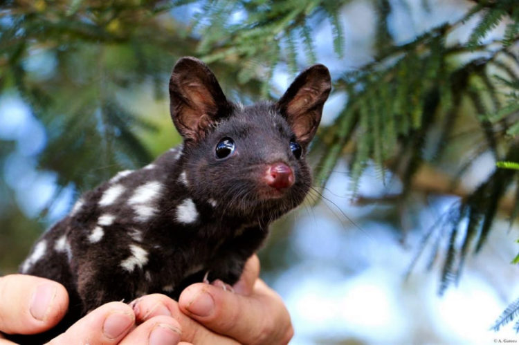 Eastern quoll by aussie ark