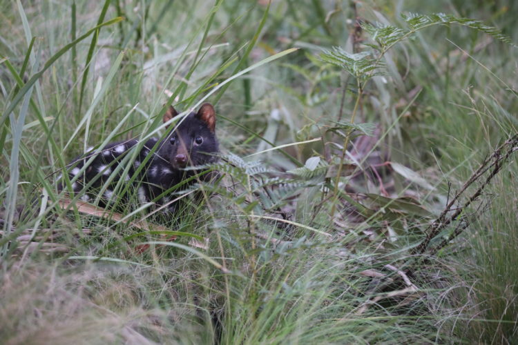 Rsz released eastern quoll