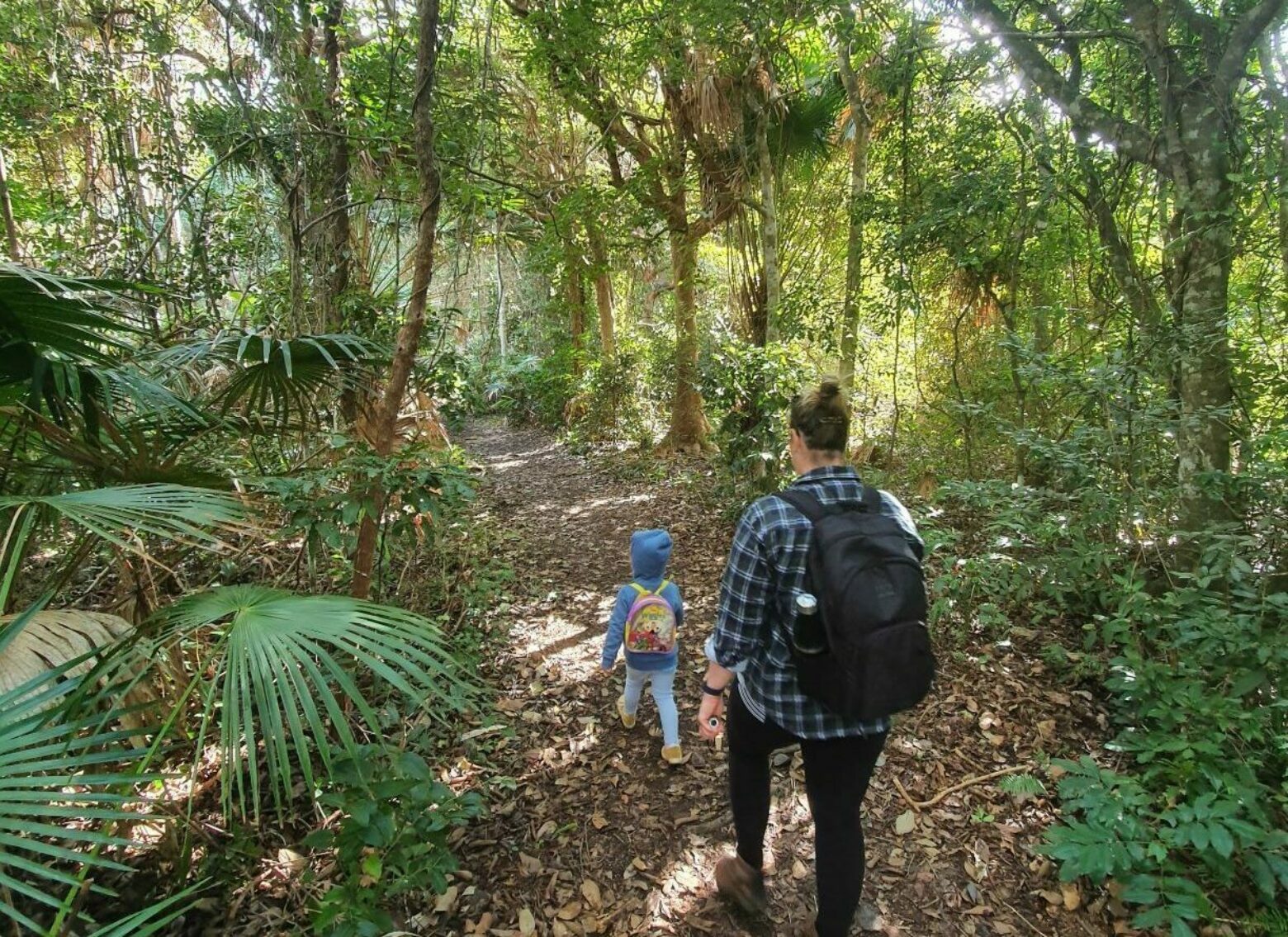 Booti Hill Walking Track, dense bushland and family friendly