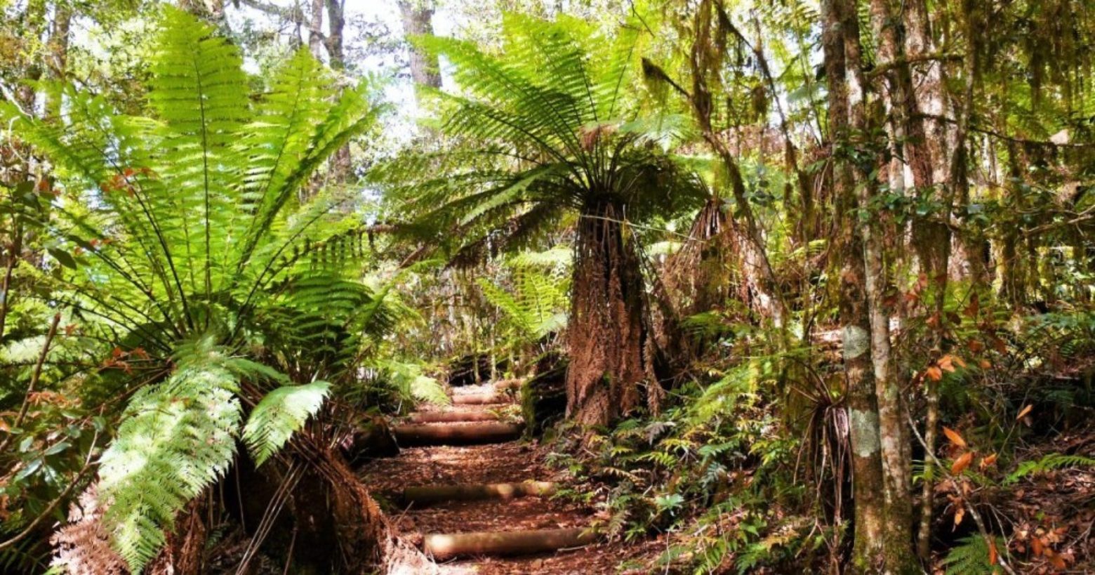 Tree ferns on Honeysuckle Forest Walk in Barrington Tops