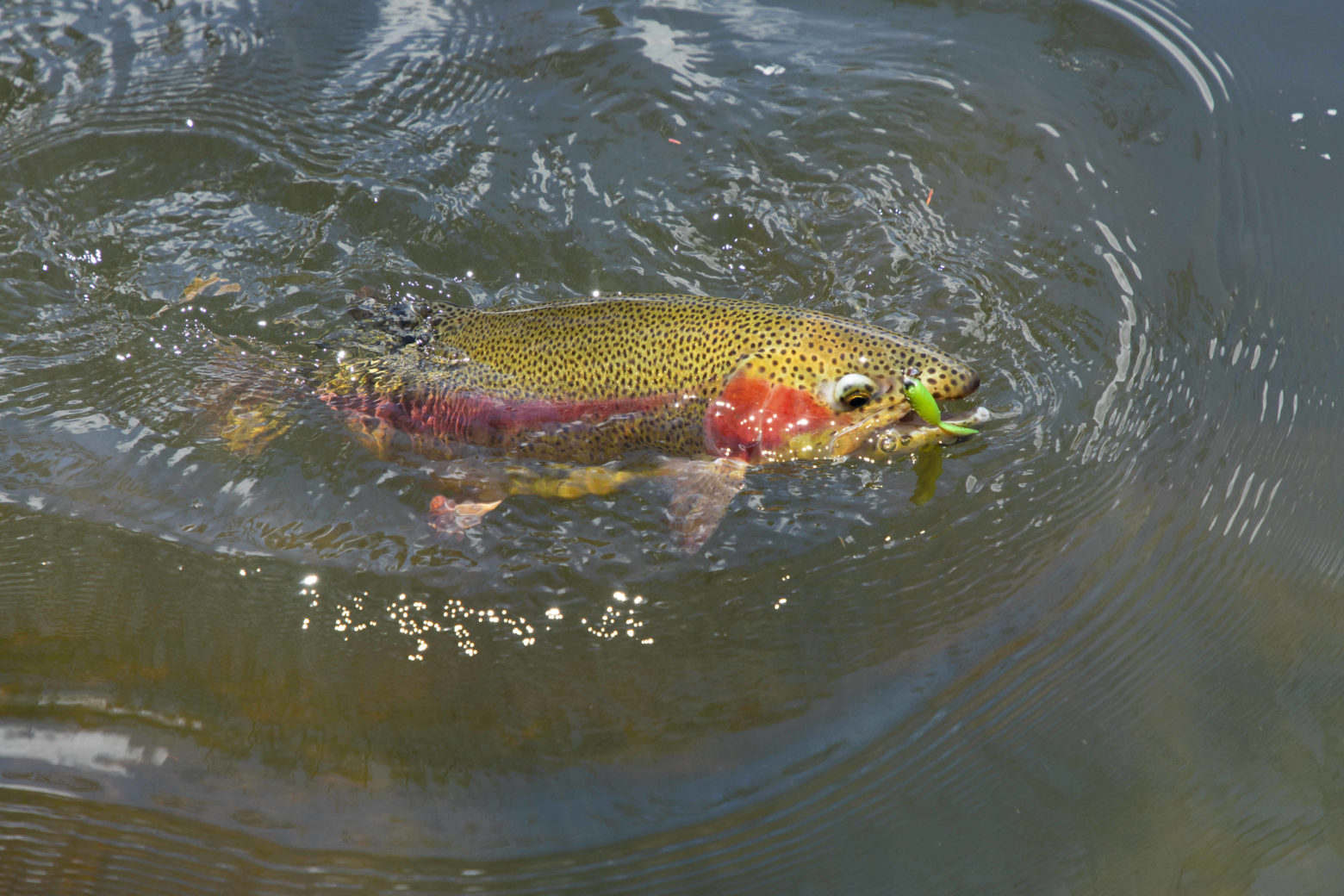 Soft plastic lure rainbow trout Michael Guest