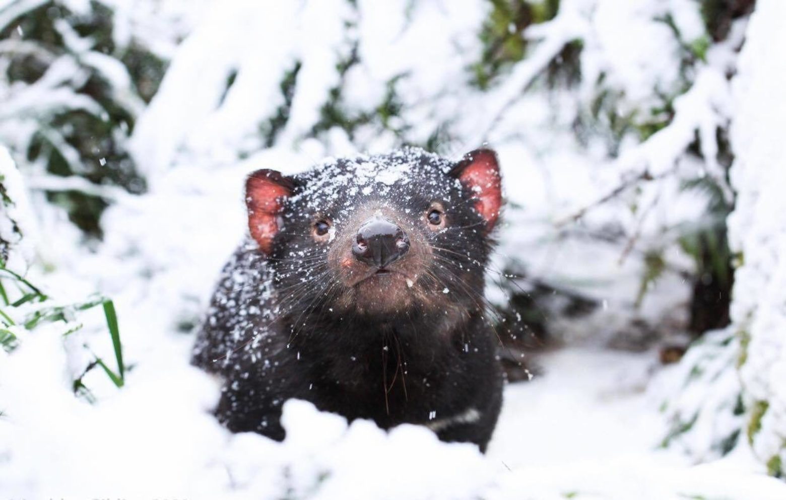 Tasmanian Devil in snow at Aussie Ark in Barrington Tops. (photo by Aussie Ark)